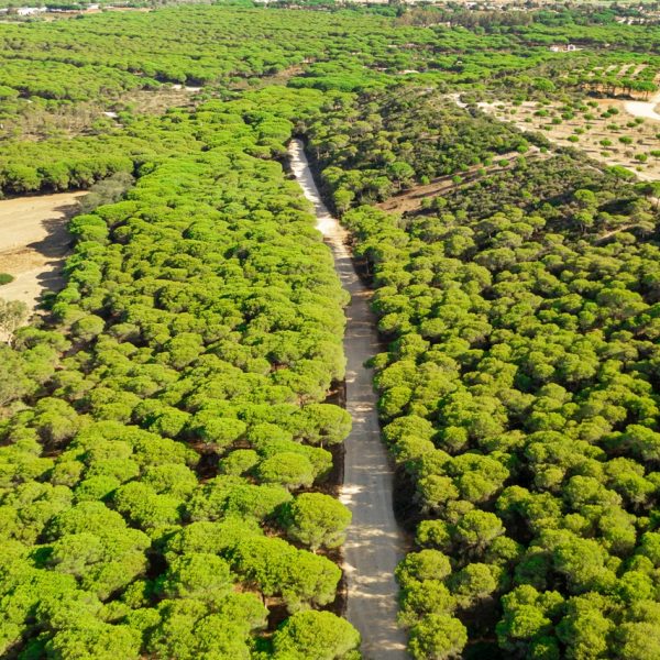 Tree Plantation & Green Development Projects